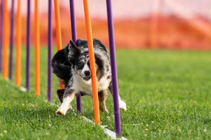 OHG Supporting Agility Canines via the AGILE (Agility Innovations Leveraging Electronics) Grant